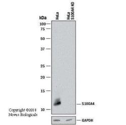 S100A4 Antibody (1C4) - Azide and BSA Free, Novus Biologicals 0.1 mg; Unconjugated:Antibodies,